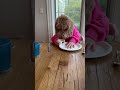 Goldendoodle Eats Food With Owner&#39;s Hands - 1499504