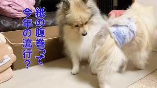 【シニア犬と暮らす】 マナーベルトっていうのを買ってみました