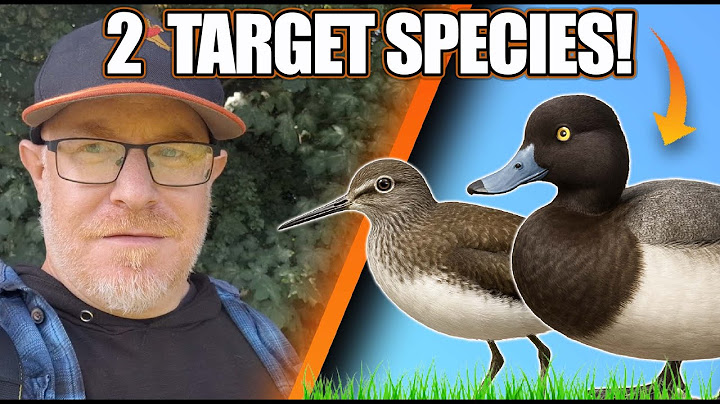 Can I Find These 2 RARE Birds? | Scarce UK Wader & American Duck Quest!