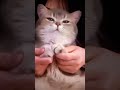 cat cute gatito lindo#youtubeshorts #edits 💝🍭
