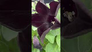 Crazytunia Black Mamba