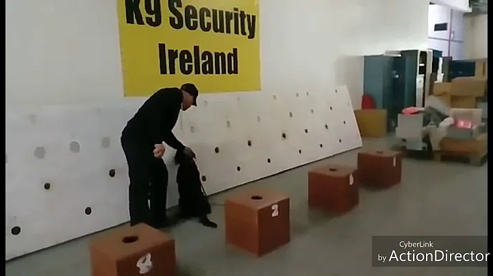 Search dog ,narcotics ,explosive detection dog ,indication, marking ,focus training