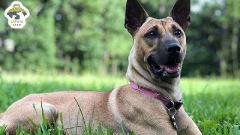 Khám phá Chó Phú Quốc I Quốc khuyển Việt Nam