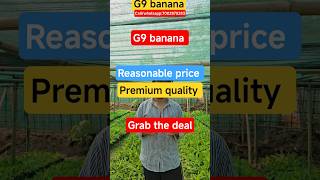 tissue culture nursery plants G9 banana🍌buy from us.why?🤔 reasonable price,premium quality #g9banana