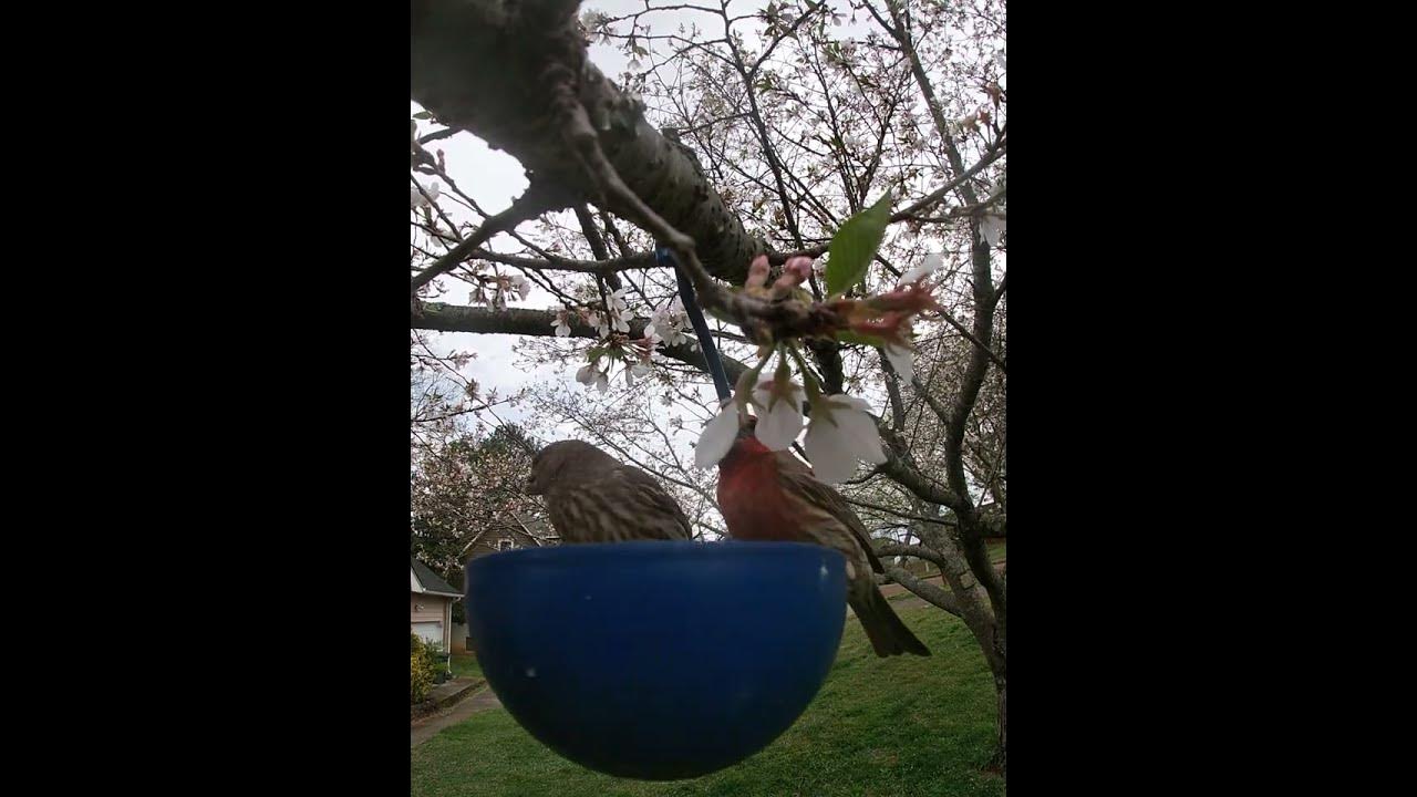 Pair Of House Finches Tolerate Each Other For A Little While YouTube