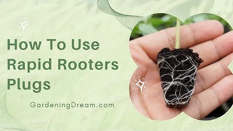 How To Use Rapid Rooters Plugs