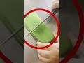 الولد اشترى كيس شيبس من البقالة ولما فتحته وجد المفاجئة Shorts 