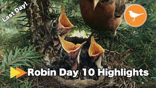 Last Day Robin Nest Day 10 4K Highlights
