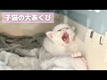 子猫はじめてのあくびの瞬間が可愛すぎてたまりませんでした…