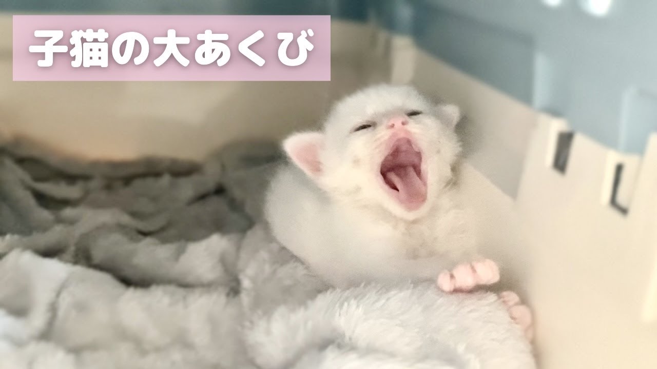 子猫はじめてのあくびの瞬間が可愛すぎてたまりませんでした Youtube