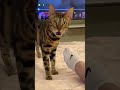 Cats and Socks compilation videos 🤣🤣 #catsoftiktok #cats #fypusa🇺🇸tiktokusa