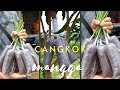 cara baru cangkok pohon mangga