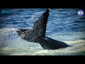 Virtual visit new england aquarium whale watch