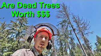 Are Dead Trees Worth Money? Logging, Milling & Maximizing Value