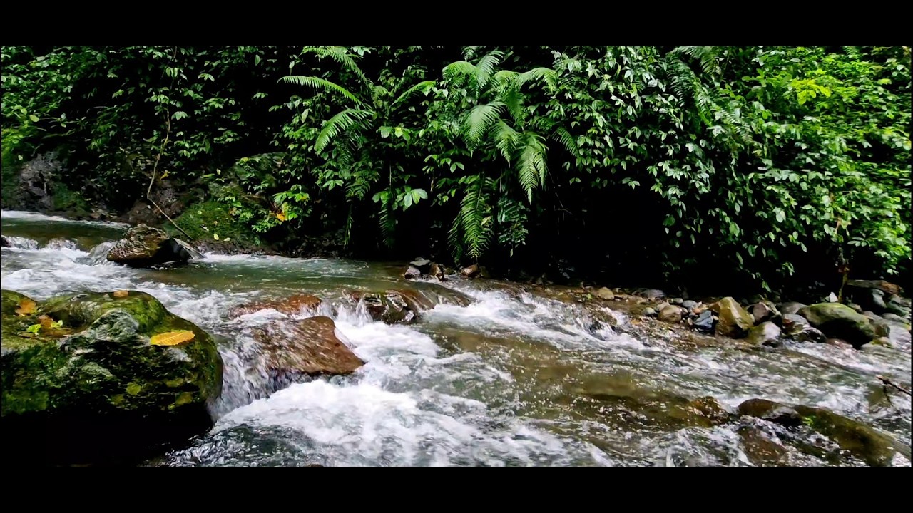 Forest River and Birdsong — Deep Sleep & Spa Relaxation Nature Ambience