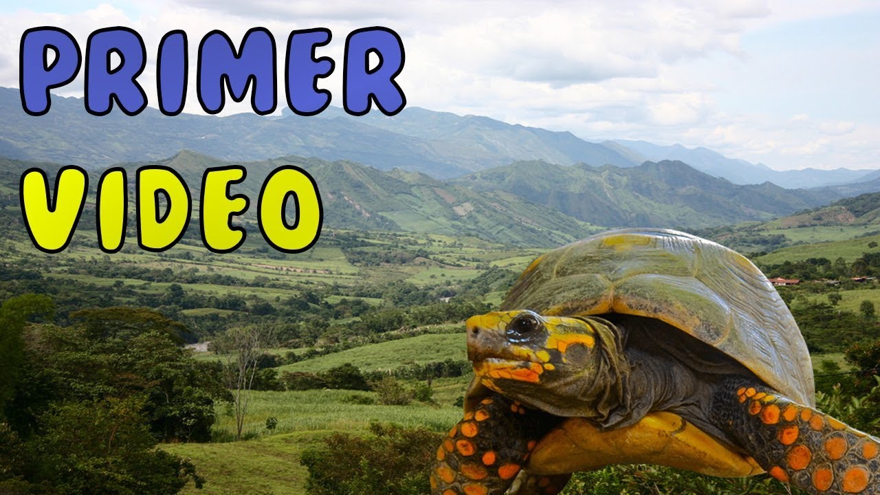 Bienvenidos a mi canal de tortugas | Tortuga Boy