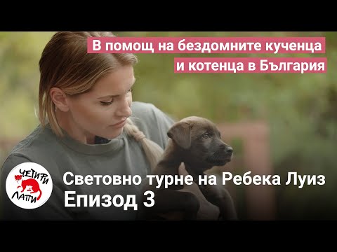 Видео: Дали кучетата се чувстват като много болка като хората?