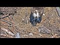 The youngest Osprey chick passes today at Barnegat Light 2021 06 18 20 38 52 095