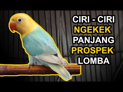 13 Ciri Lovebird NGEKEK PANJANG dan PROSPEK LOMBA