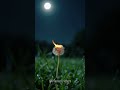 Moonlit Dance: Firefly and Dandelion's Nighttime Symphony #shorts #firefly #enchanted