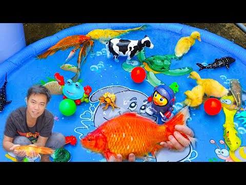 Video Thỏ Vlog Đi Mò Cua, Bắt Ốc, Vịt Con, Mang Về Nhà Thả... - youtube