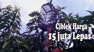 Download Ciblek Harga 15 Juta Lepas Video MP3 Ciblek Harga 15 Juta Lepas