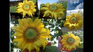 :     Young sunflower from foamiran