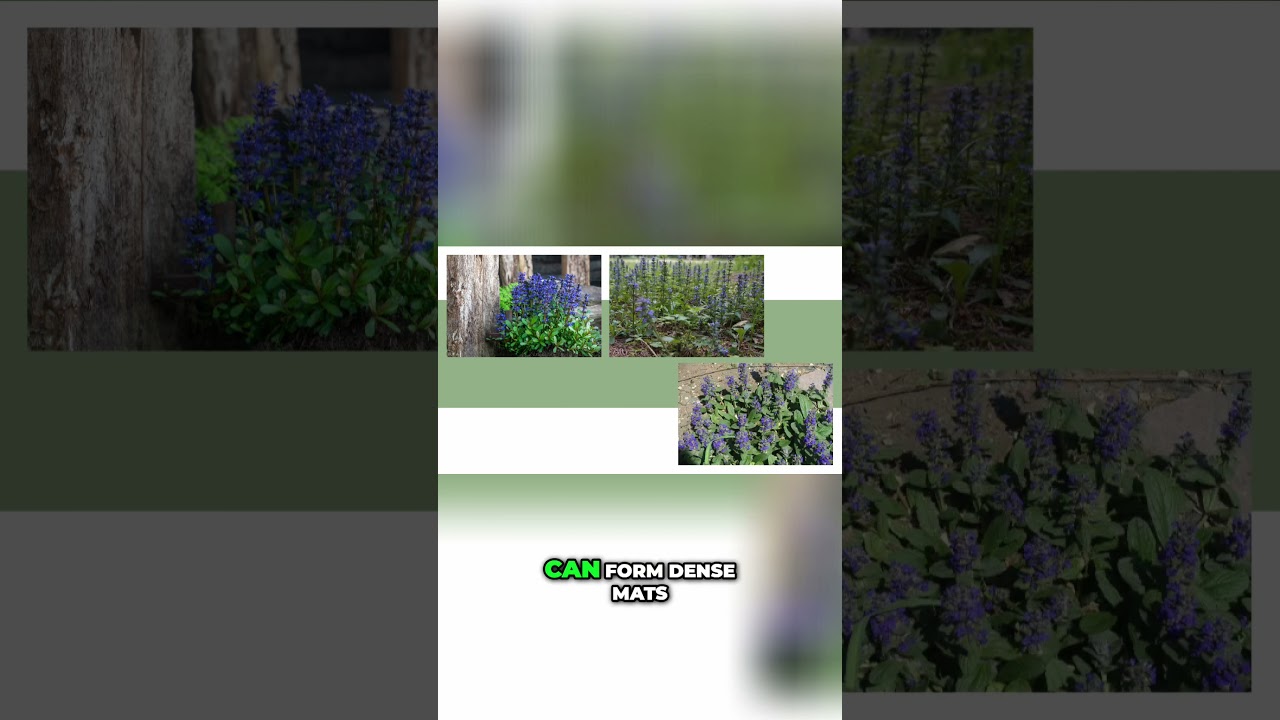 Add Color and Texture to Your Garden With Bugleweed
