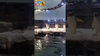 Penguins Walking Diving Swimming #shorts | EIEIO Kids Studio | #singapore Zoo | Bird Paradise