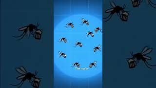 🦟 Google to Release 32 Million Mosquitoes in California! 😱🇺🇸 #history #map