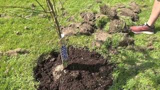 How to Plant a Tree at Home #DIY #Tree #willow by Everyday fixes and DIYs: How do I do that? 41 views 1 year ago 5 minutes, 35 seconds