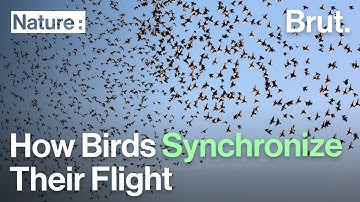 How Birds Synchronize Their Flight