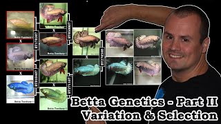 Part II: Betta Genetics - Variation & Selection