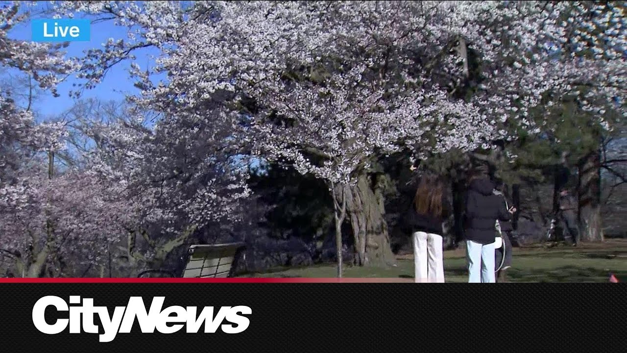 High Park cherry blossoms expected to reach peak bloom - YouTube