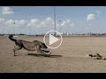 Cheetahs Run in 360°