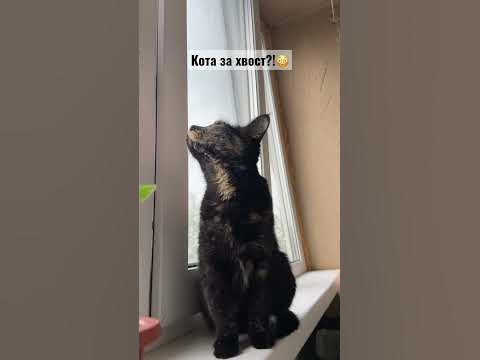 Тянем кота за хвост?🙀 #cat #cute #кот #котенок #коты #кошка #catlover # ...