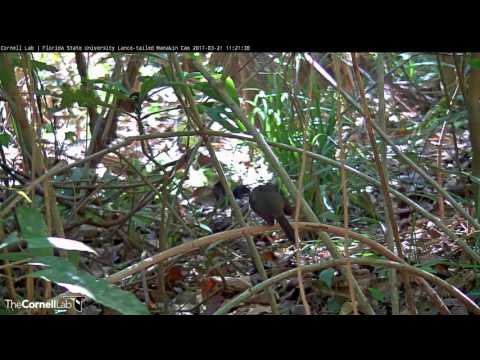 Female Black-hooded Antshrike On Perching Branch - Mar. 21, 2017 - 동영상