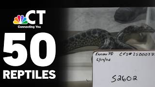 Hamden warehouse raid uncovers dozens of illegal venomous snakes, including a cobra