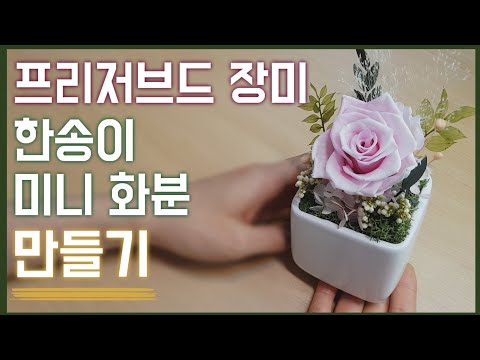 프리저브드 장미 한송이 미니 화분 만들기 - 시들지 않는 생화, 꽃