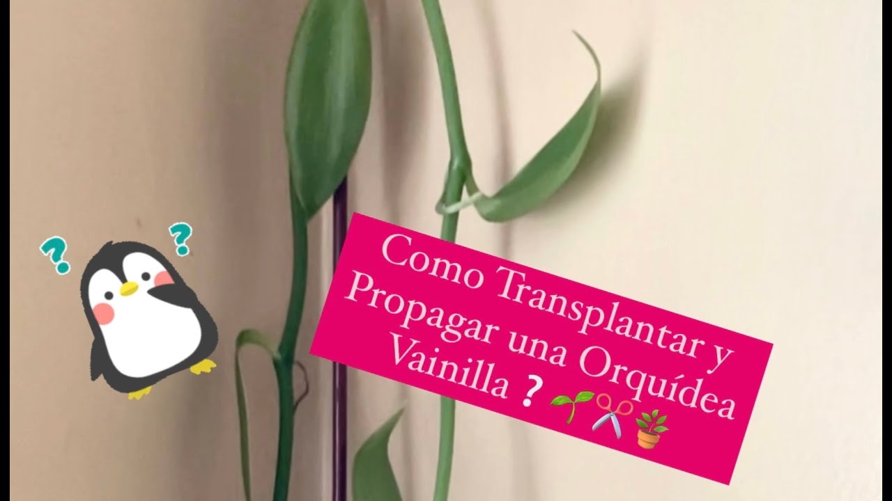 ✅Como Transplantar y Propagar una Orquídea Vainilla❓🌱✂️🪴