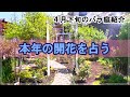 【クレマチス開花】４月下旬のバラ庭紹介 (._.)