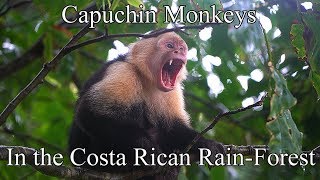 Amazing footage of Capuchin Monkeys in the Rain-forest of Costa Rica 4k - UHD