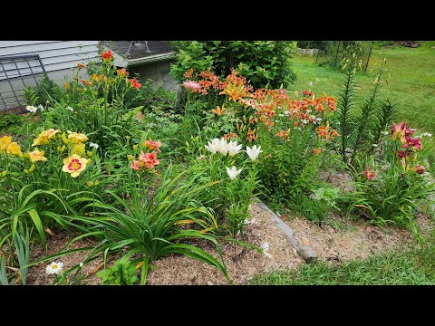 lilyandnana Longfield Gardens Lily Collections, 40-count | Costco