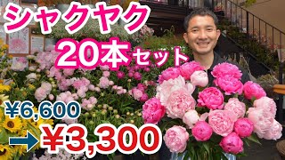 出るたびに完売❗️毎年恒例の初夏の香り【シャクヤク】大特価 SALE‼️ 販売期間の短い旬の花です。数量限定で終了。