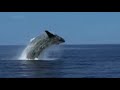 Open Water ~ Sealife