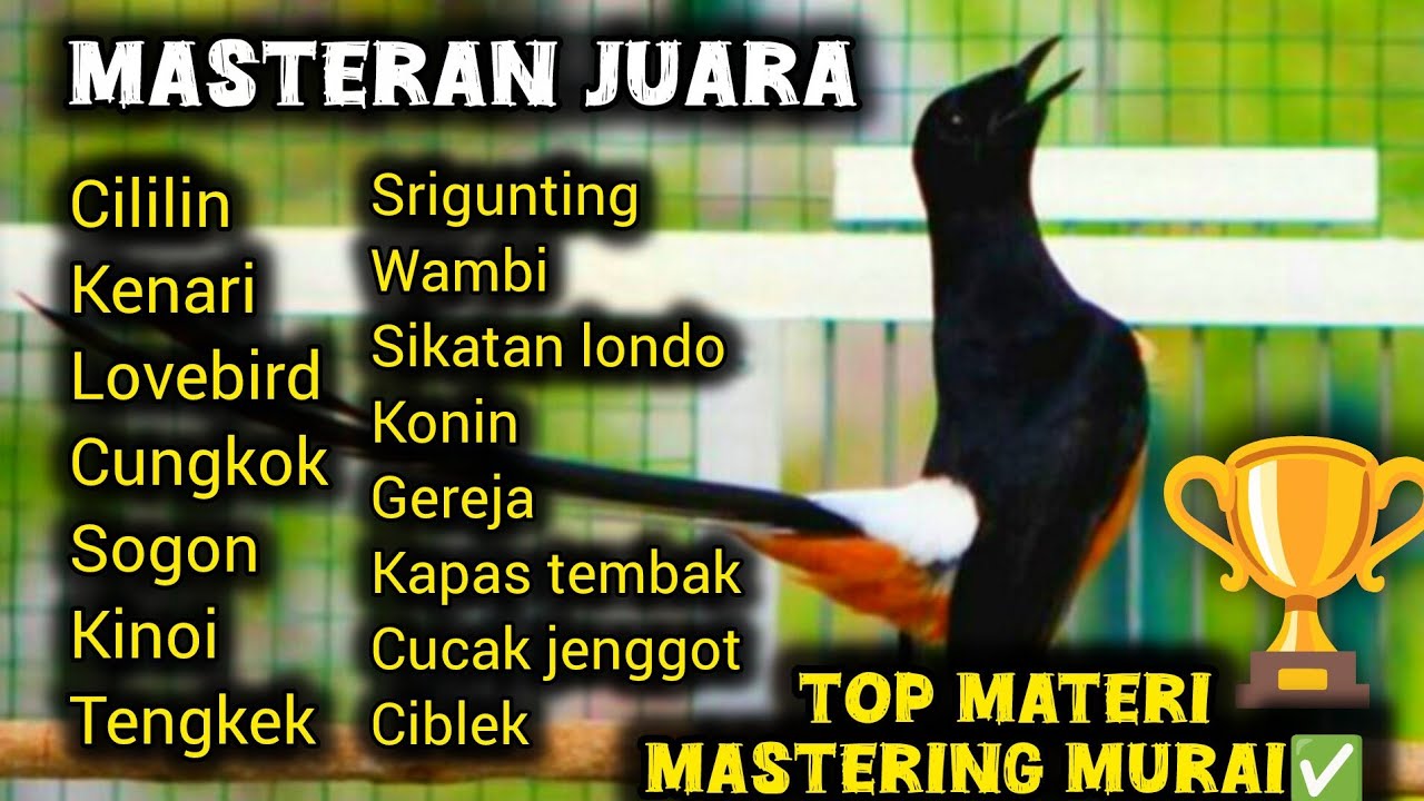 Masteran murai batu juara full isian tembakan mewah kombinasi #masteran #masteranburung #murai 