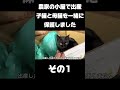 生後0日の仔猫と母猫を一緒に保護しました。