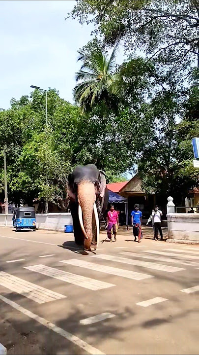 හෙමින් පාර මාරු වෙන එයා