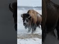 How Bison Survive Under Deep Snow