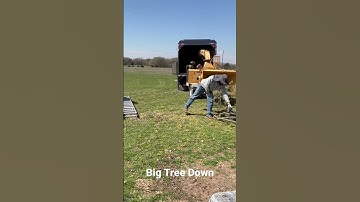 Big Tree Removal- Part 3